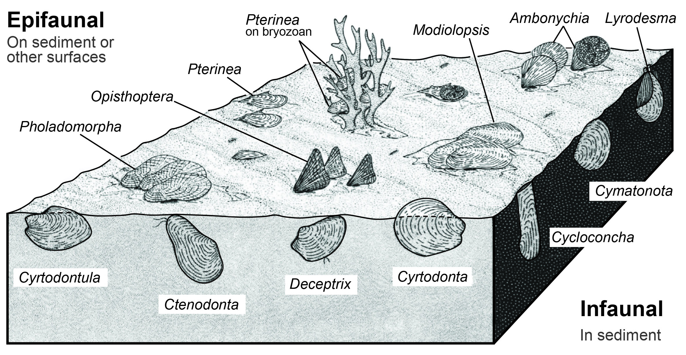 Infaunal, semi-infaunal, and epifaunal lifestyles interpreted for some Late Ordovician bivalve fossils found in Kentucky (modified from Pojeta, 1971, Fig. 9, p. 33). Modiolodon may have had an epifaunal lifestyle like Modiolopsis and attached to the substrate or other objects with byssal threads.